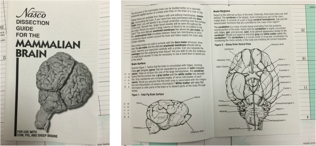 Sheep's Brain - Anatomy and physiology